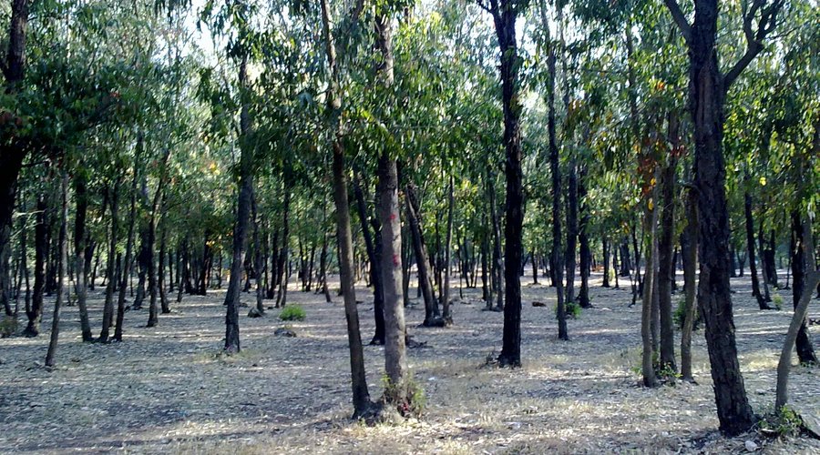 Casablanca : un programme d’urgence pour préserver le patrimoine écologique de la forêt de Bouskoura Casablanca : Un Programme D’urgence Pour Préserver Le Patrimoine écologique De La Forêt De Bouskoura
